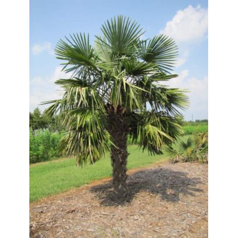  Palma Cinese Di Chusan "Trachycarpus Fortunei" Vaso 19 Cm