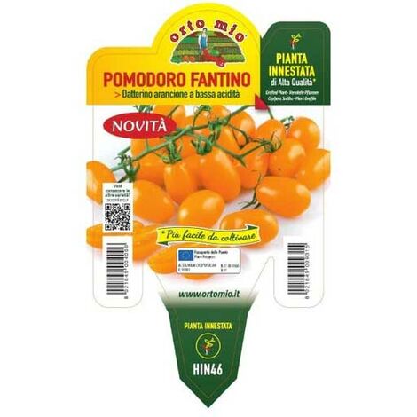  1 PIANTA DI POMODORO DATTERINO ARANCIONE INNESTATO IN VASO Ø14CM ORTOMIO Orto
