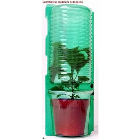  1 PIANTA DI POMODORO DATTERINO ARANCIONE INNESTATO IN VASO Ø14CM ORTOMIO Orto