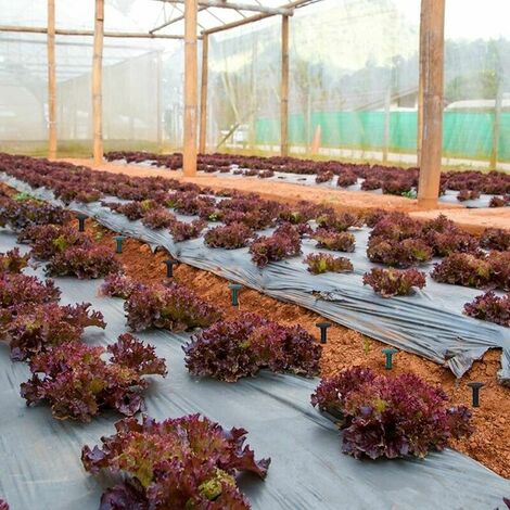  Per Giardino Per Panno Per Erbacce Protezione UV (100 Pezzi Verde)Picchetti Di Fissaggio Da Giardino In Plastica2