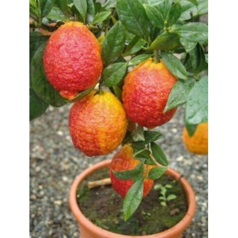 Limone Rosso "Citrus Limonimedica Pigmentata" Pianta Di Agrumi Di Sicilia In Vaso 22 Cm