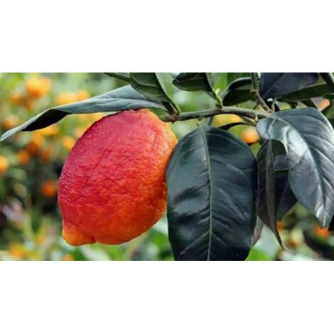  Limone Rosso "Citrus Limonimedica Pigmentata" Pianta Di Agrumi Di Sicilia In Vaso 22 Cm