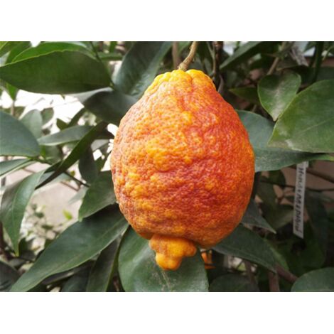  Limone Rosso "Citrus Limonimedica Pigmentata" Pianta Di Agrumi Di Sicilia In Vaso 22 Cm