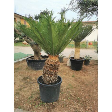  Cicas "Cycas Revoluta" Palma Pianta In Vaso 24 Cm