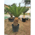  Cicas "Cycas Revoluta" Palma Pianta In Vaso 24 Cm