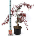  Acero Rosso Giapponese "Acer Palmatum Dissectum Inaba Shidare" Pianta In Vaso 26 Cm