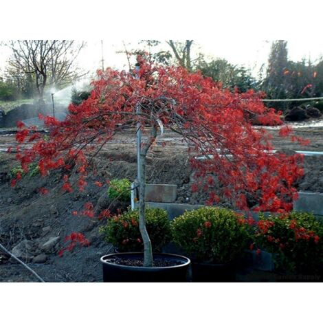  Acero Rosso Giapponese "Acer Palmatum Dissectum Inaba Shidare" Pianta In Vaso 26 Cm