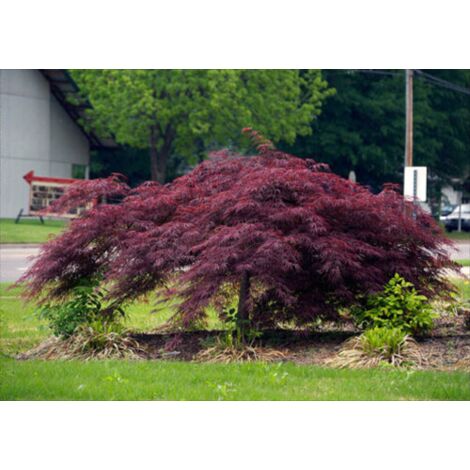  Acero Rosso Giapponese "Acer Palmatum Dissectum Inaba Shidare" Pianta In Vaso 26 Cm