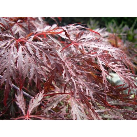  Acero Rosso Giapponese "Acer Palmatum Dissectum Inaba Shidare" Pianta In Vaso 26 Cm