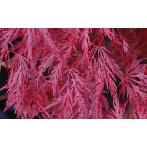  Acero Rosso Giapponese "Acer Palmatum Dissectum Inaba Shidare" Pianta In Vaso 26 Cm