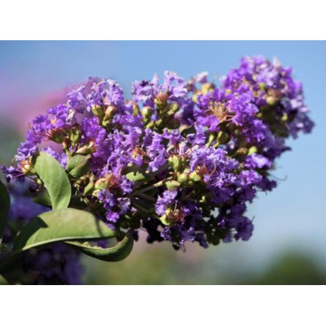  Lagerstroemia Indica Viola "Powhatan" Pianta In Vaso 9 Cm