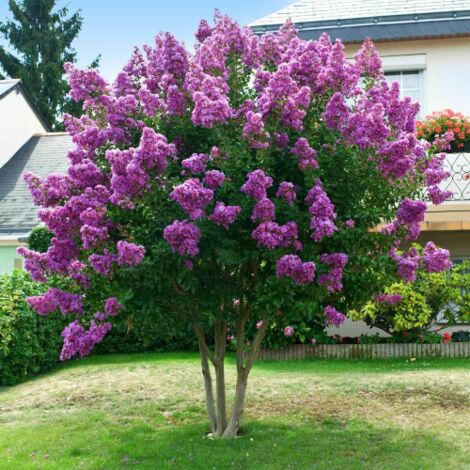  Lagerstroemia Indica Viola "Powhatan" Pianta In Vaso 9 Cm