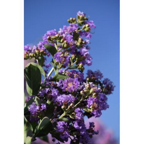  Lagerstroemia Indica Viola "Powhatan" Pianta In Vaso 9 Cm