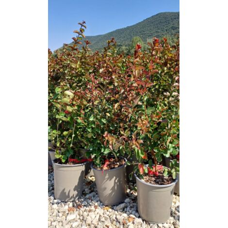  Lagerstroemia Indica Rossa "Dynamite" Pianta In Vaso 16 Cm