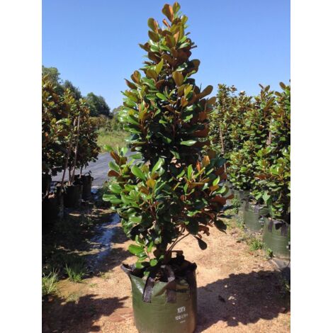 Magnolia Grandiflora Pianta Sempreverde In Vaso H. 50/70 Cm