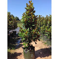  Magnolia Grandiflora Pianta Sempreverde In Vaso H. 50/70 Cm