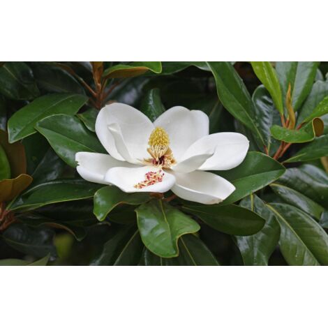  Magnolia Grandiflora Pianta Sempreverde In Vaso H. 50/70 Cm