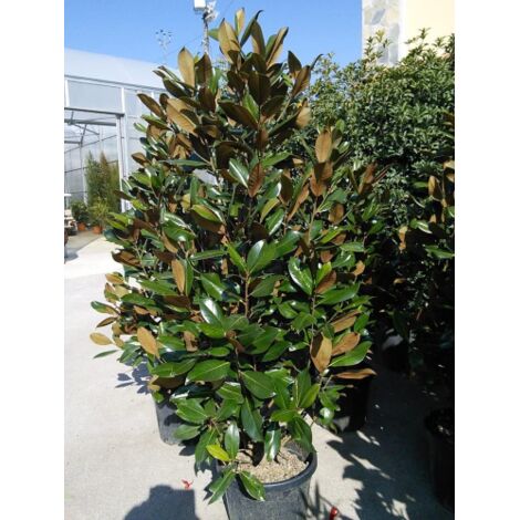  Magnolia Grandiflora Pianta Sempreverde In Vaso H. 50/70 Cm