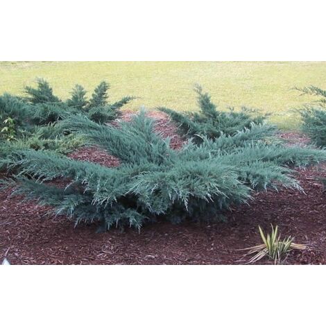  Ginepro Della Virginia "Juniperus Virginiana Grey Owl" Pianta In Vaso 14 Cm