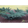  Ginepro Della Virginia "Juniperus Virginiana Grey Owl" Pianta In Vaso 14 Cm