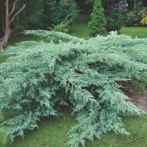  Ginepro Della Virginia "Juniperus Virginiana Grey Owl" Pianta In Vaso 14 Cm