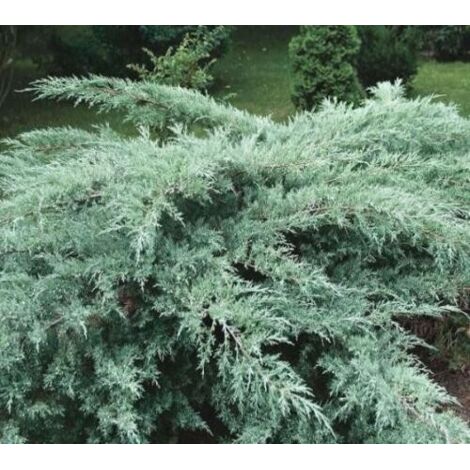  Ginepro Della Virginia "Juniperus Virginiana Grey Owl" Pianta In Vaso 14 Cm