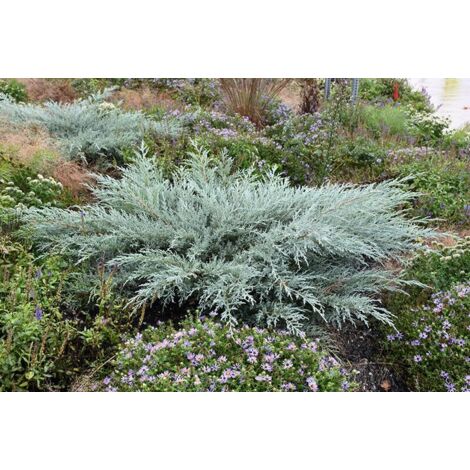  Ginepro Della Virginia "Juniperus Virginiana Grey Owl" Pianta In Vaso 14 Cm