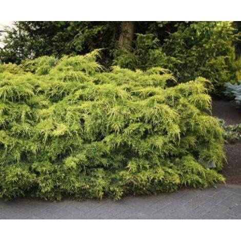  Ginepro Tappezzante "Juniperus X Pfitzeriana Aurea" Pianta In Vaso 14 Cm