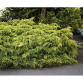  Ginepro Tappezzante "Juniperus X Pfitzeriana Aurea" Pianta In Vaso 14 Cm