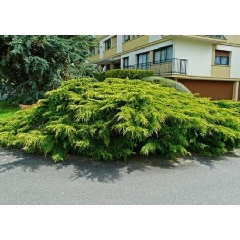  Ginepro Tappezzante "Juniperus X Pfitzeriana Aurea" Pianta In Vaso 14 Cm
