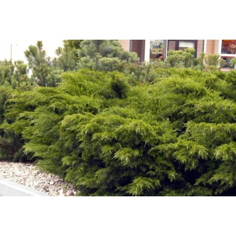  Ginepro Tappezzante "Juniperus X Pfitzeriana Aurea" Pianta In Vaso 14 Cm