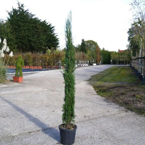  Cipresso Nero "Cupressus Sempervirens Pyramidalis" Pianta In Vaso 26 Cm H. 130/150 Cm