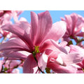  Magnolia Galaxy Pianta In Vaso 16 Cm H. 50/60 Cm