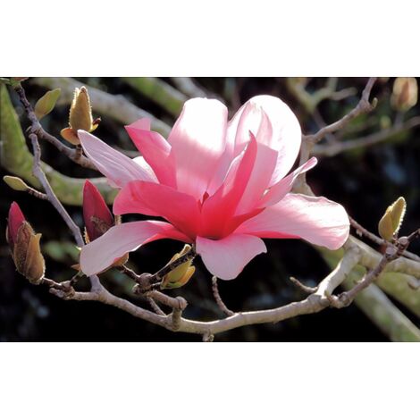  Magnolia Galaxy Pianta In Vaso 16 Cm H. 50/60 Cm