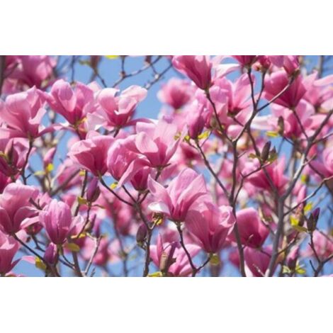  Magnolia Galaxy Pianta In Vaso 16 Cm H. 50/60 Cm