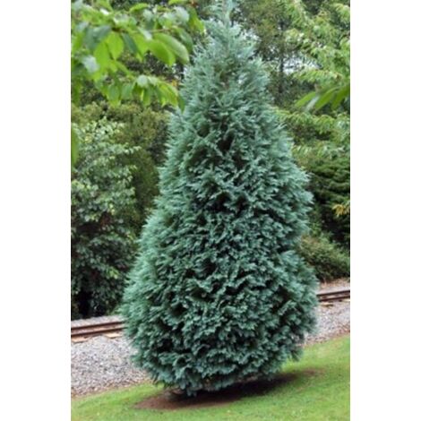  Cipresso Bianco Di Lawson "Chamaecyparis Lawsoniana Ellwoodii" Pianta In Vaso 18 Cm H. 50/60 Cm