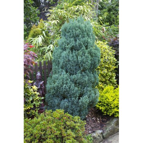  Cipresso Bianco Di Lawson "Chamaecyparis Lawsoniana Ellwoodii" Pianta In Vaso 18 Cm H. 50/60 Cm