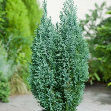  Cipresso Bianco Di Lawson "Chamaecyparis Lawsoniana Ellwoodii" Pianta In Vaso 18 Cm H. 50/60 Cm