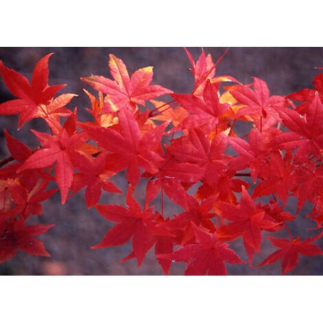  Acero Rosso Giapponese "Acer Palmatum Momiji" Pianta In Vaso H. 30/40 Cm