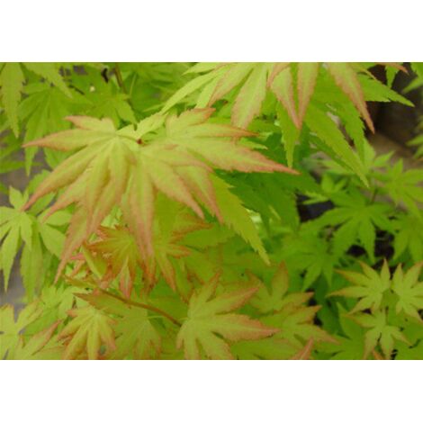  Acero Rosso Giapponese "Acer Palmatum Momiji" Pianta In Vaso H. 30/40 Cm