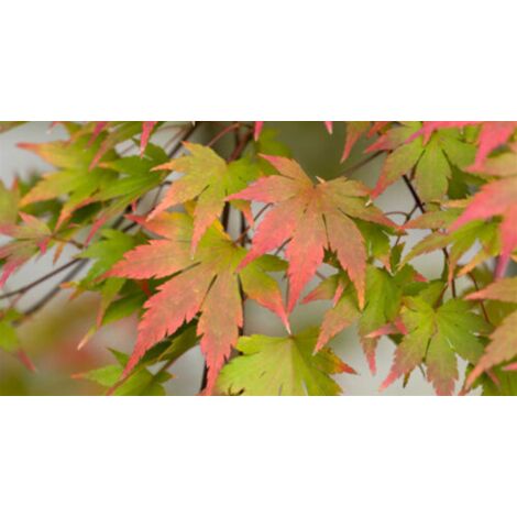  Acero Rosso Giapponese "Acer Palmatum Momiji" Pianta In Vaso H. 30/40 Cm