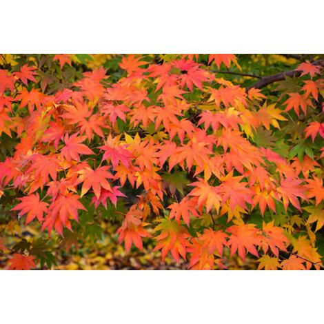  Acero Rosso Giapponese "Acer Palmatum Momiji" Pianta In Vaso H. 30/40 Cm