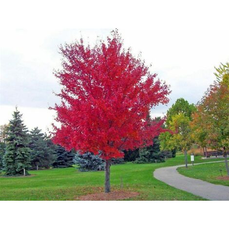  Acero Rosso Giapponese "Acer Palmatum Momiji" Pianta In Vaso H. 30/40 Cm