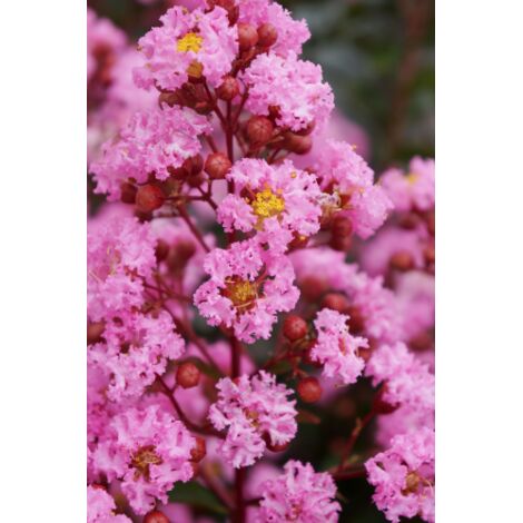  Lagerstroemia Indica Rossa "Caroline Beauty" Pianta In Vaso 13 Cm