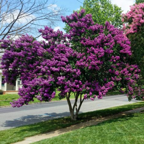  Lagerstroemia Indica Viola "Powhatan" Pianta In Vaso 13 Cm
