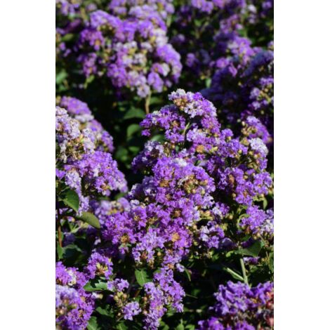  Lagerstroemia Indica Viola "Powhatan" Pianta In Vaso 13 Cm