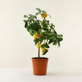  Limone Lunario "Citrus Limon" Limone 4 Stagioni Pianta In Vaso 22 Cm Agrumi Di Sicilia