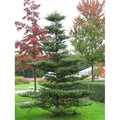  Abete Di Corea "Abies Koreana" Pianta In Vaso 18 Cm H. 30/40 Cm
