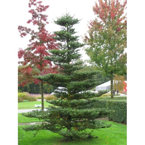  Abete Di Corea "Abies Koreana" Pianta In Vaso 18 Cm H. 30/40 Cm
