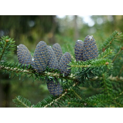  Abete Di Corea "Abies Koreana" Pianta In Vaso 18 Cm H. 30/40 Cm